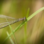 Šidélko kroužkované, samice / Enallagma cyathigerum, female / Common Blue Damselfly, Františkovy Lázně, Krapice