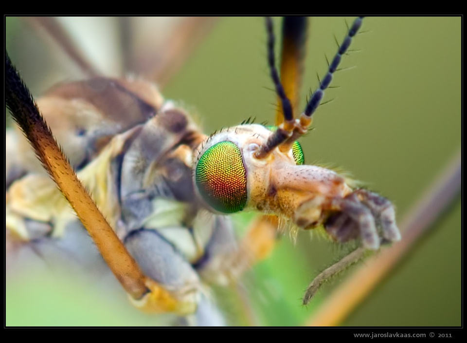 Tiplice obrovská (Tipula maxima), Hradišťany