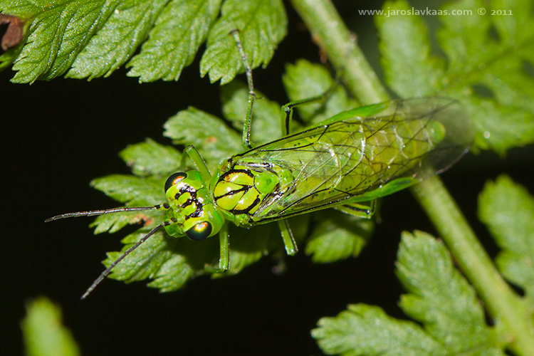 Pilatka (Rhogogaster chlorosoma), Krkonoše