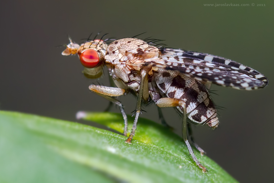 Vláhomilka (Trypetoptera punctulata), Krkonoše