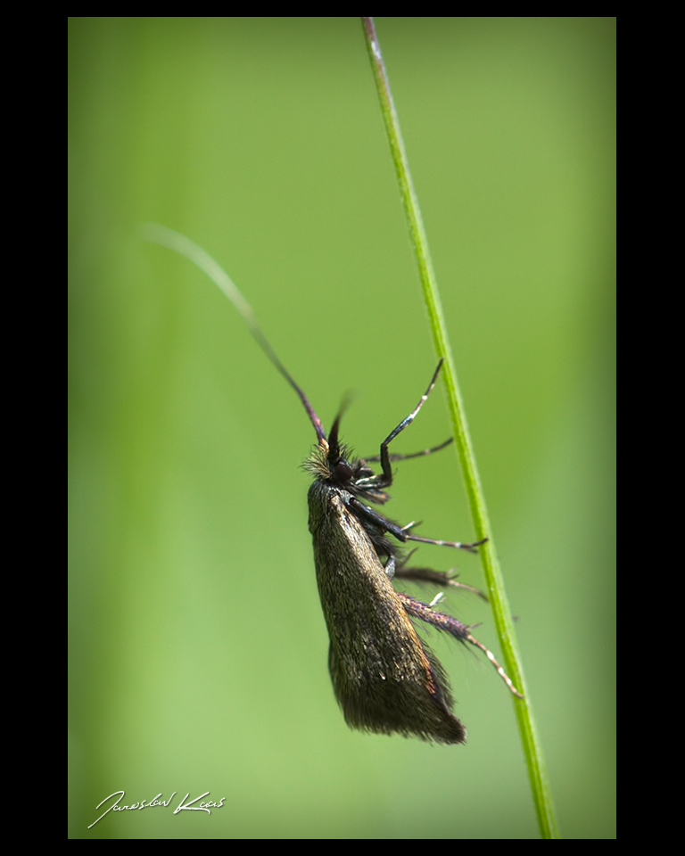 Adéla zelená - samice (Adela reaumurella - female), Chlumská hora