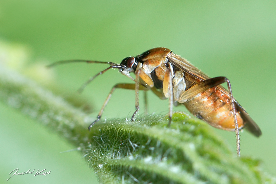 Klopuška májová, samice / Harpocera thoracica, female, Chlumská hora