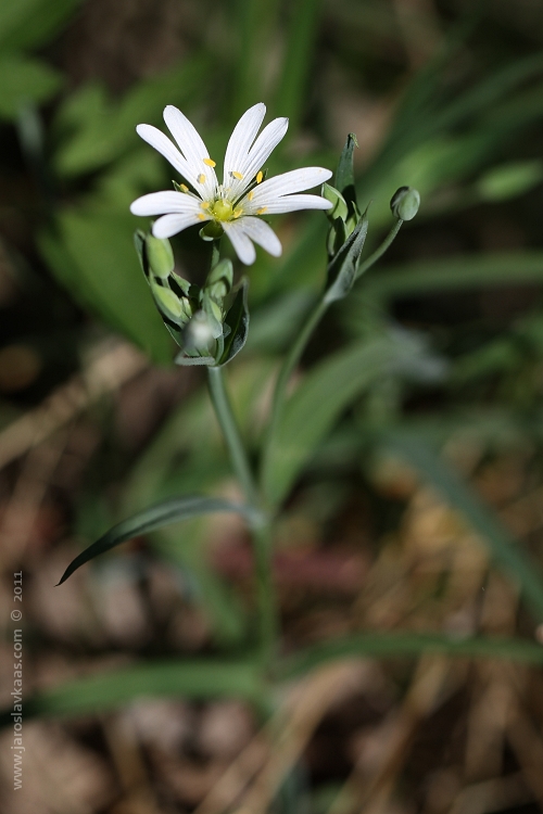 Ptačinec velkokvětý (Stellaria holostea), Hradišťany